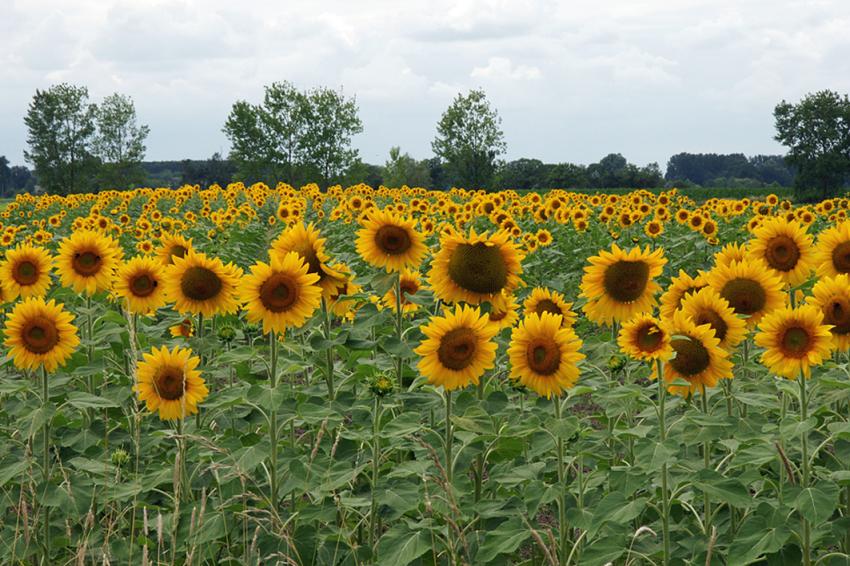 Les Tounesols
