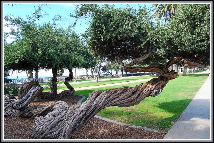 Australian tea trees à Los Angeles
