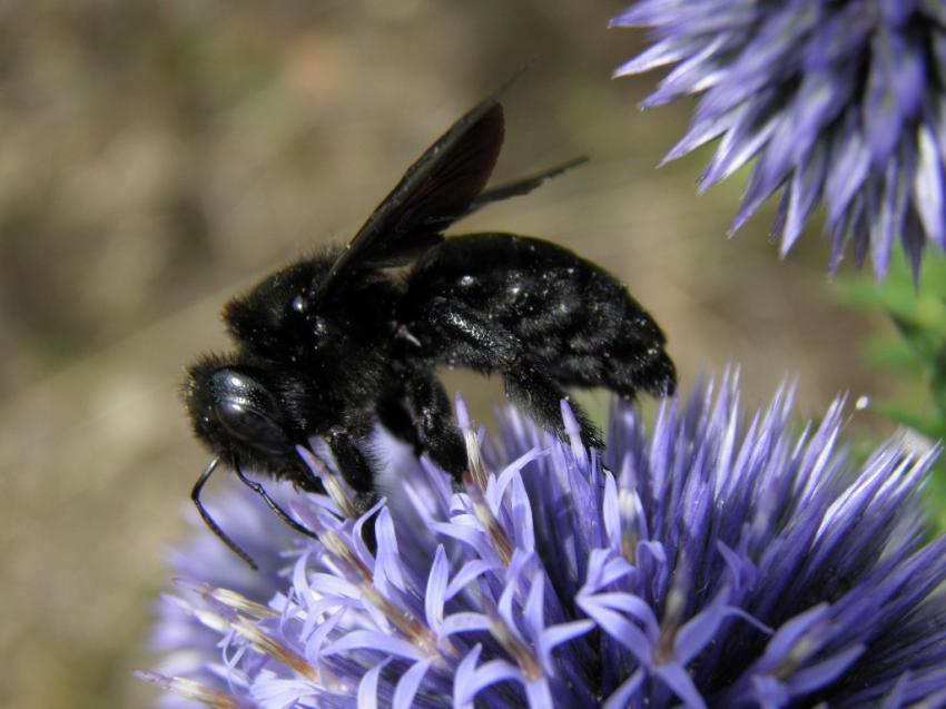 abeille charpentire