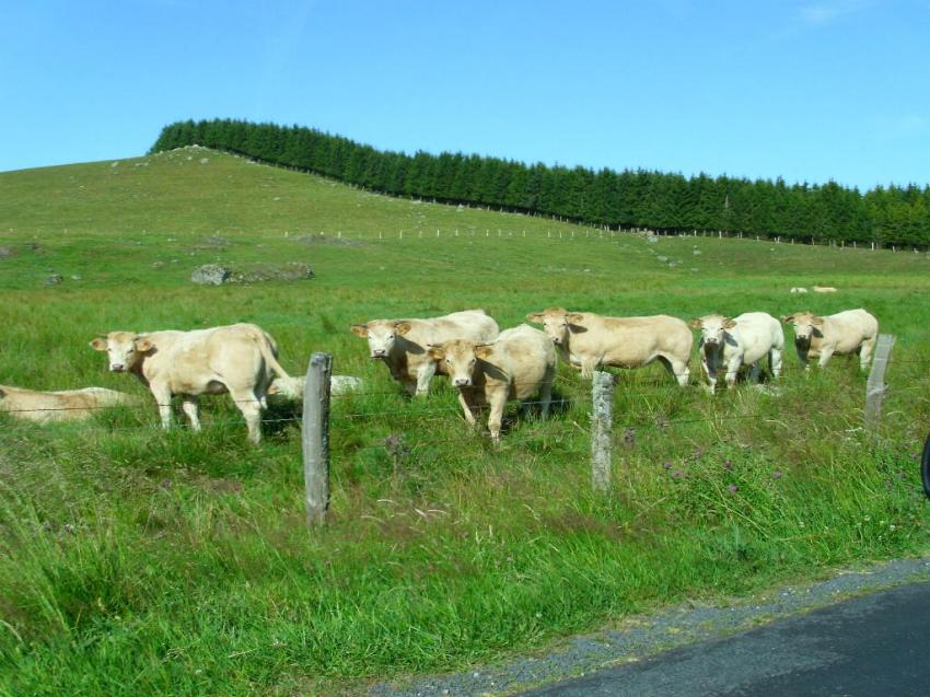 vache de la pleches