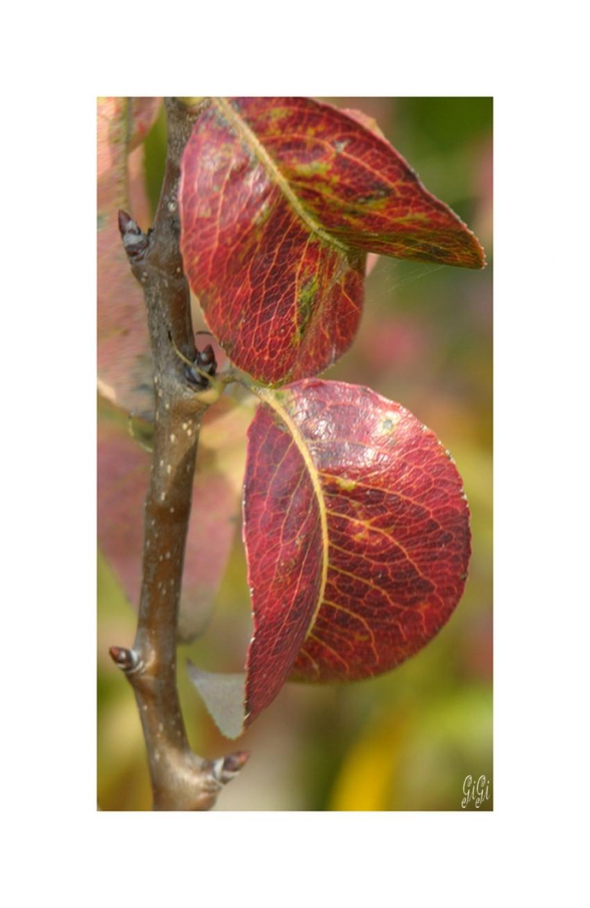 Couleurs de saison.