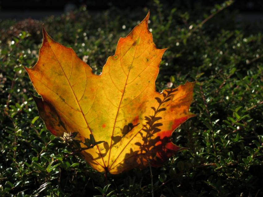 Ombres chinoises d'automne