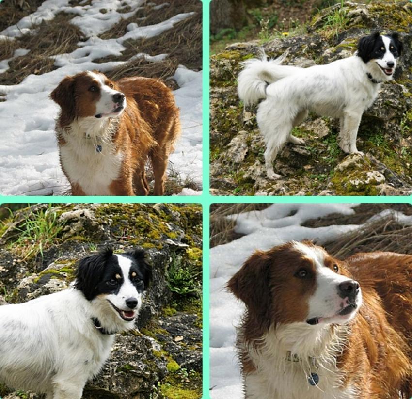 Des amis 