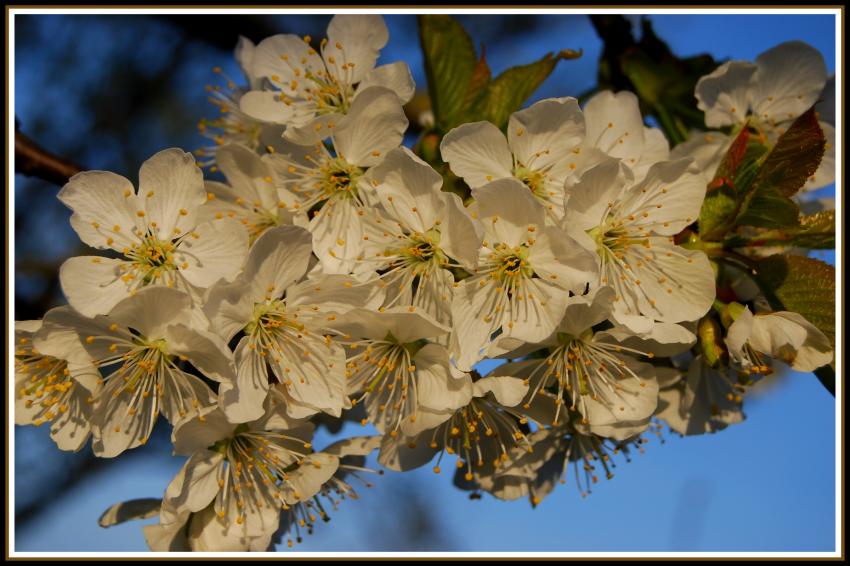 FLeurs du cerisier