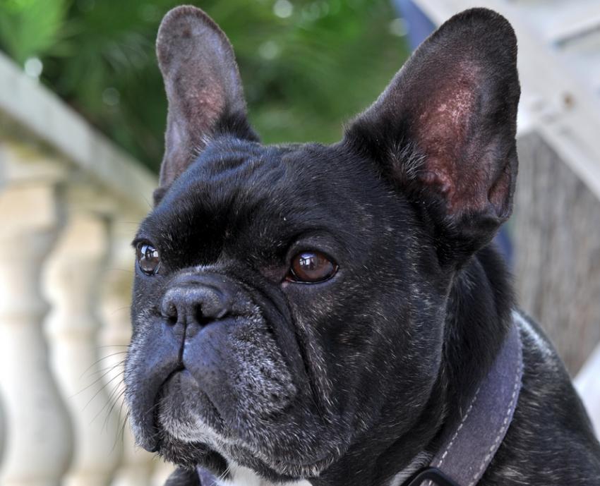 Portrait de bouledogue franais