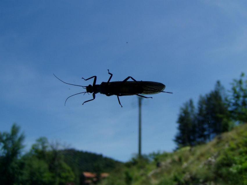 criquet sur voiture