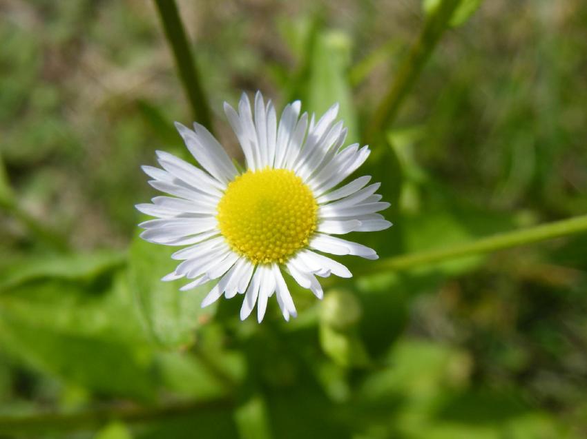 Fleurs