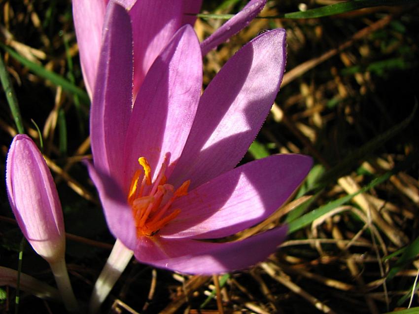cochique 2011