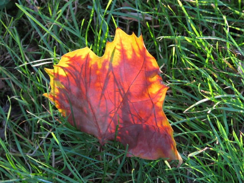 Jeu du soleil d'automne