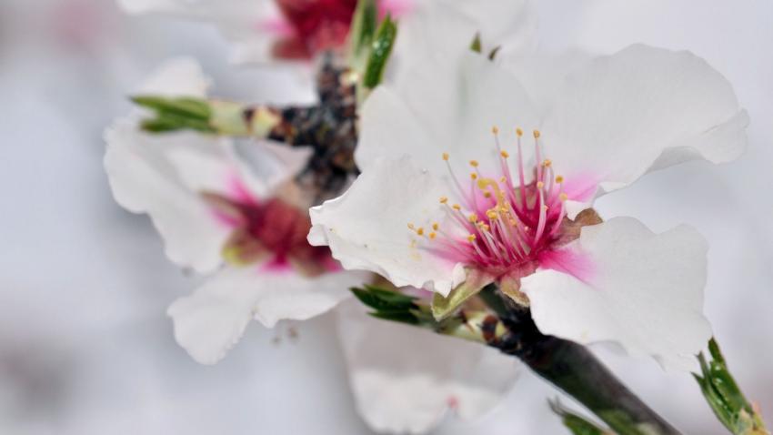 Amandier en fleurs