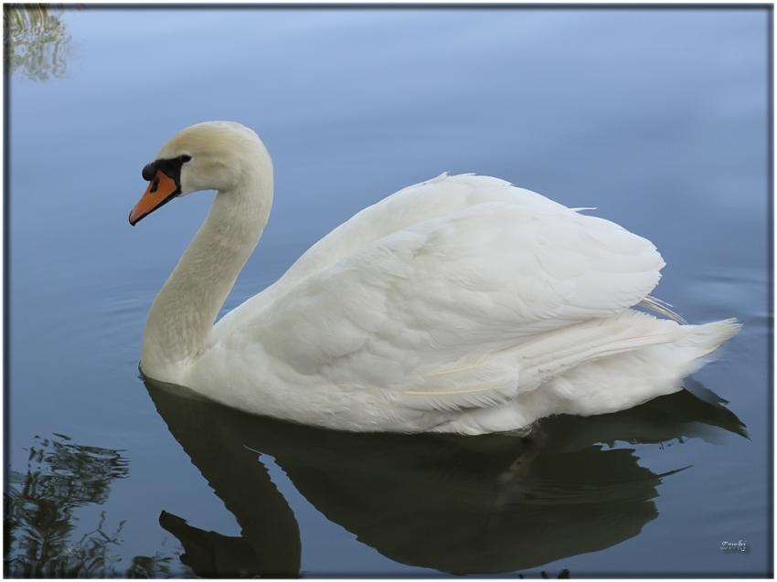 Cygne 80509 2