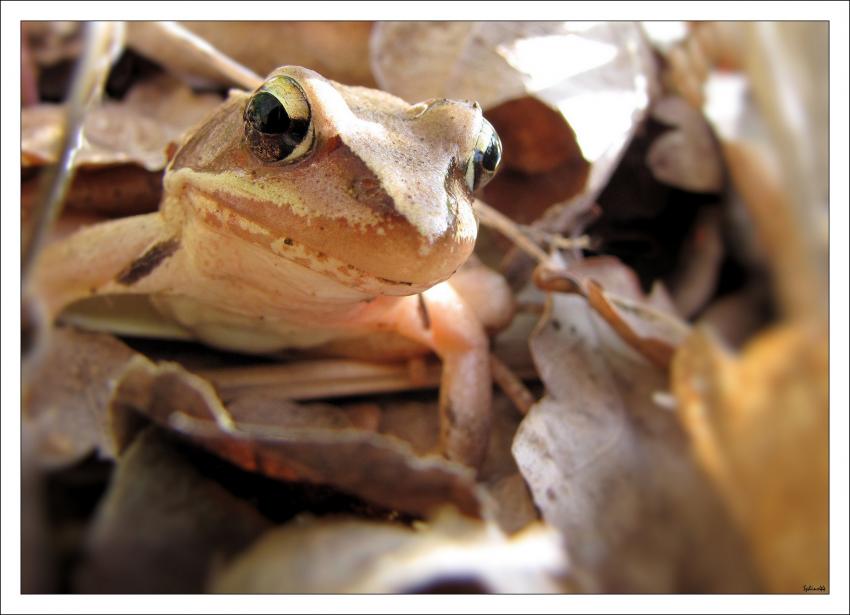 Grenouille de passage