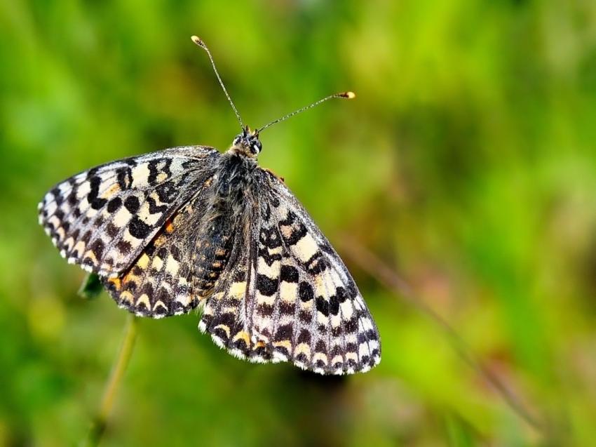 printemps papillon