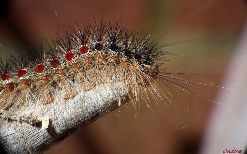 Colore et poilue, une chenille en goguette