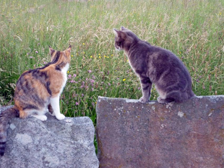 Les Chats