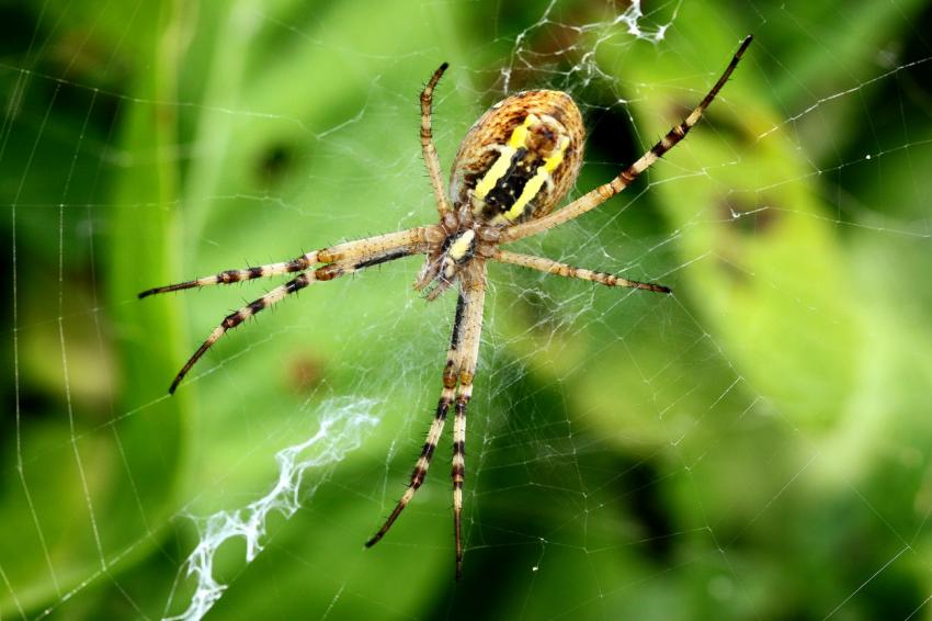 Epeire fascie (2)