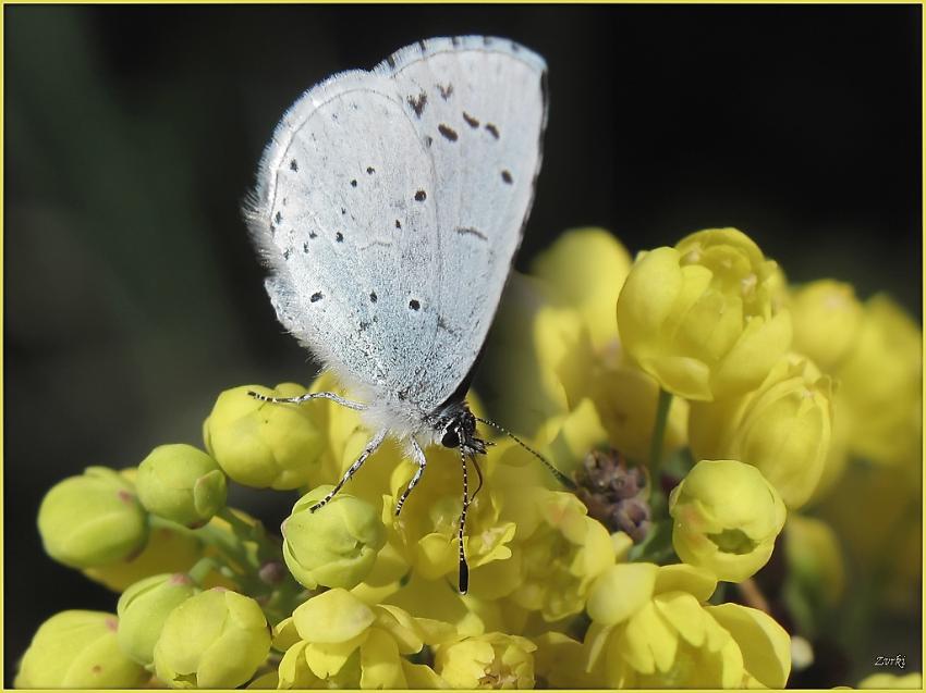 Papillon 6411