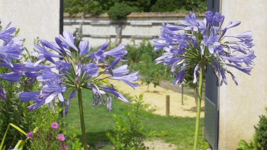 jardin du chateau de Champs sur Marne