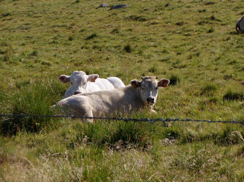 vaches nasbinals