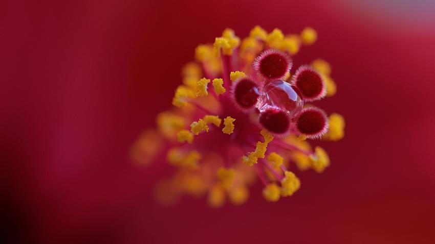 Pistil d'hibiscus