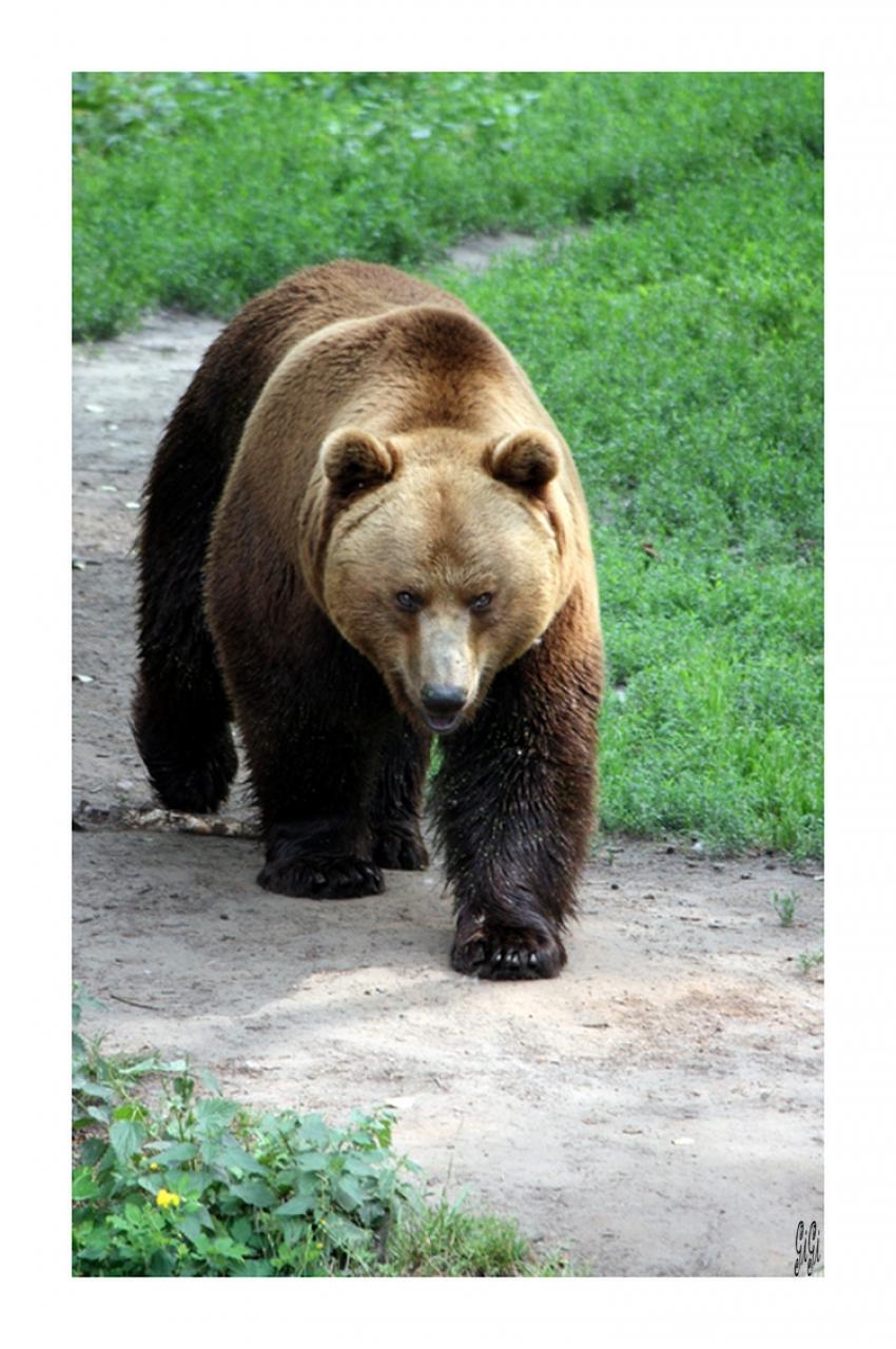 TEDDY  BEAR.