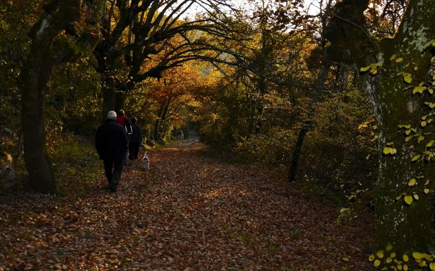 Adieu  l'automne 2011