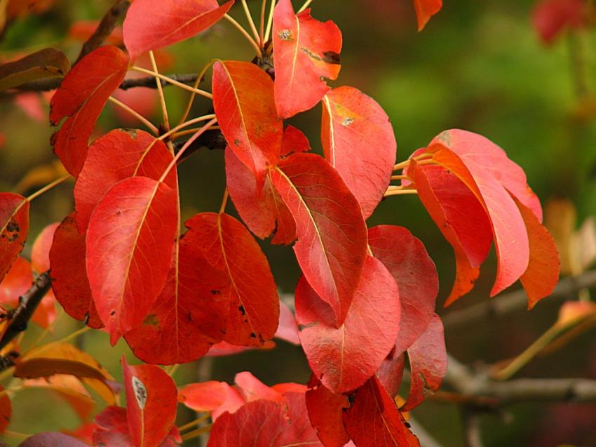 Feuilles d'un poirier sauvage 