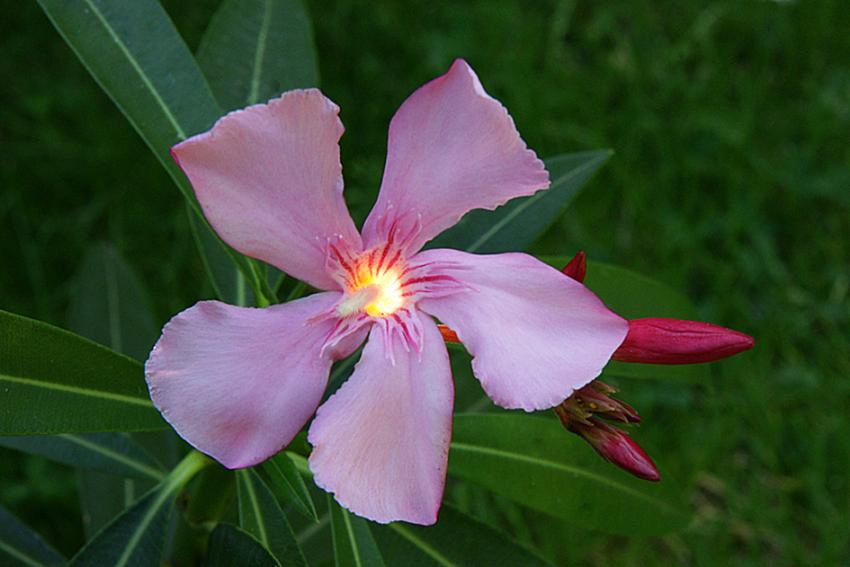 Fleur du jardin