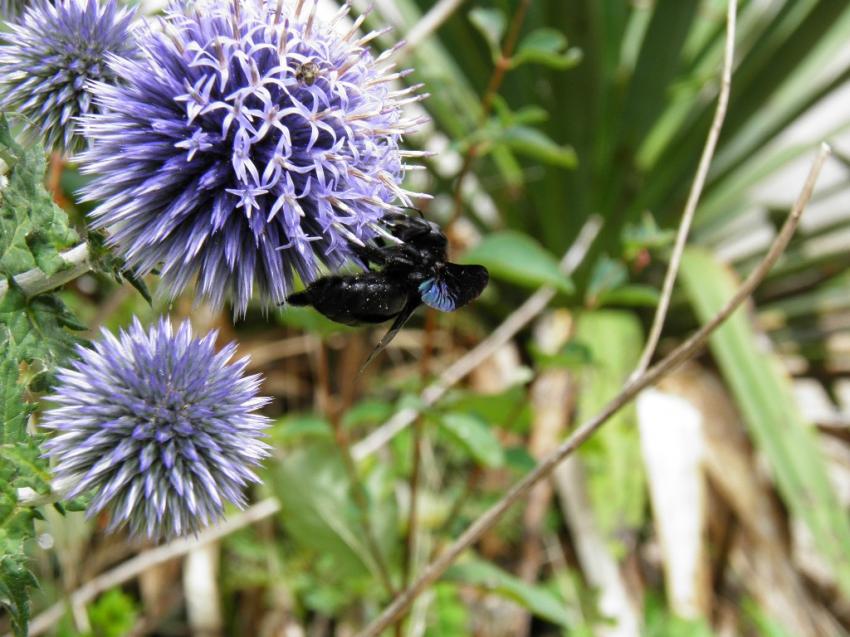 abeille charpentire
