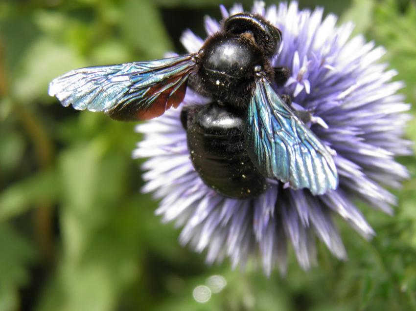 abeille charpentire