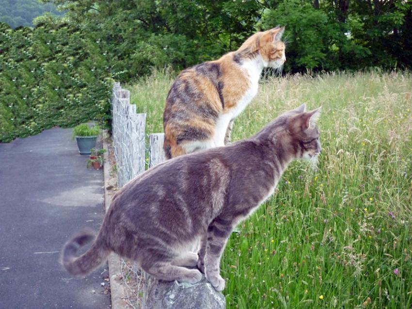 Les Chats