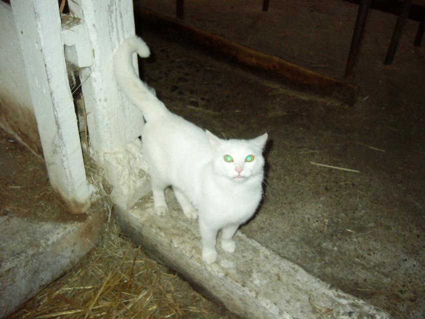 gros blanc