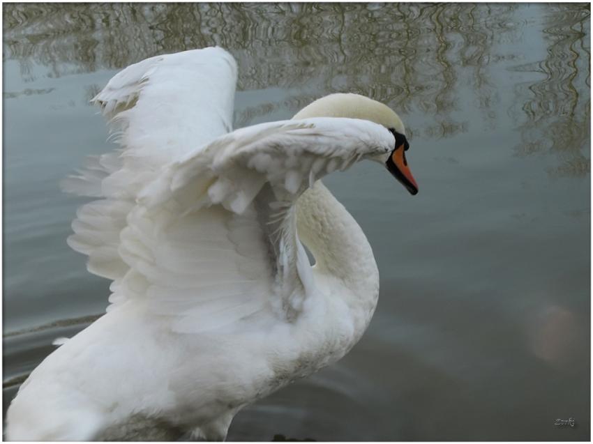Cygne 131110