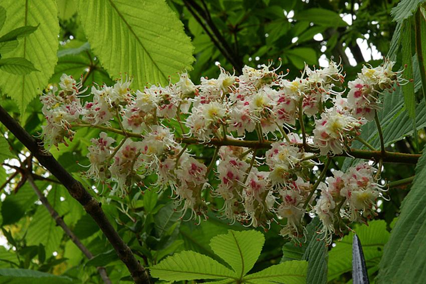 Le Printemps