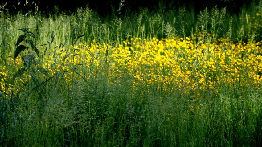 Symphonie en jaune et vert