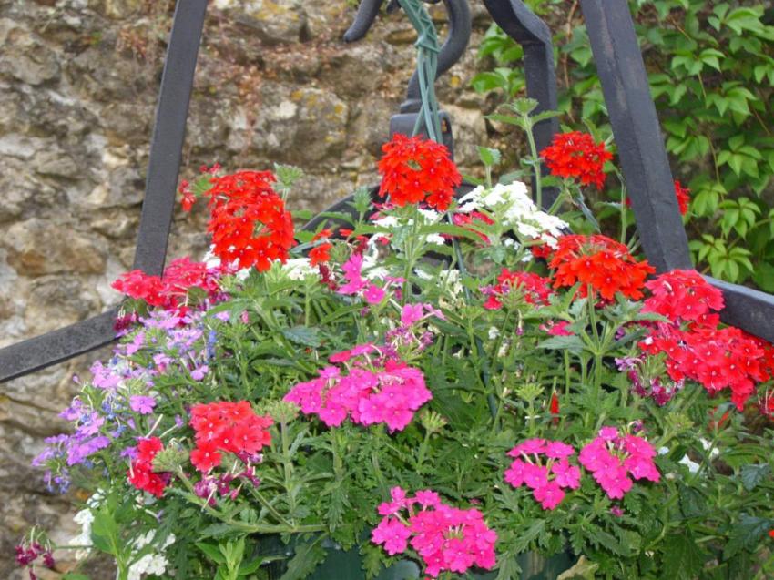 fleurs du village de rochegude