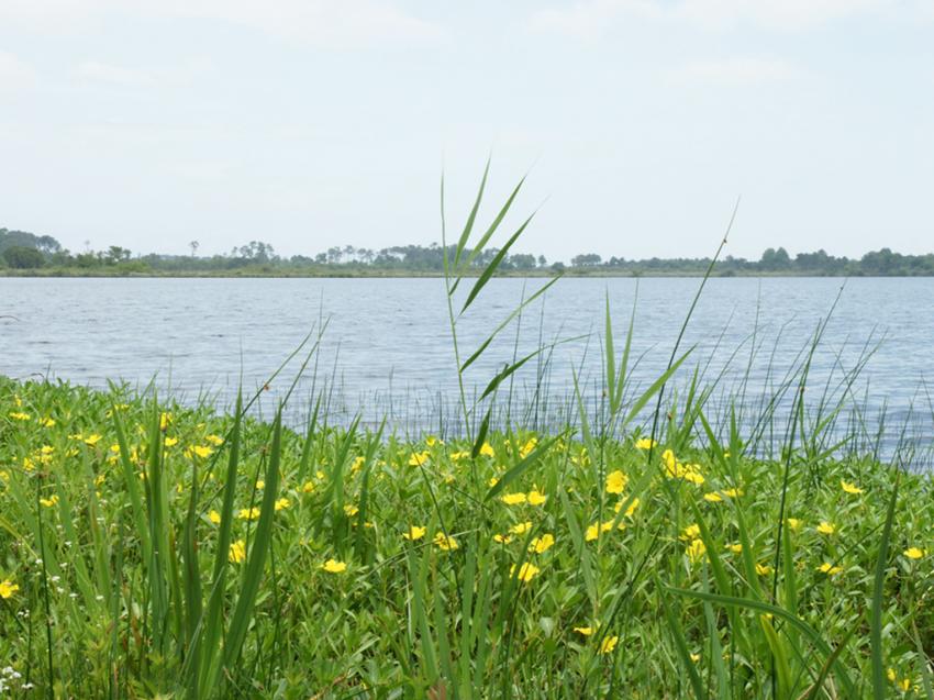 Lacs Landais