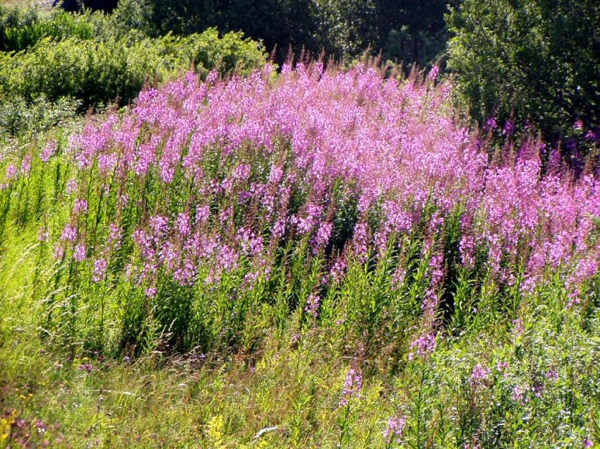 fleurs du col bonnecombe