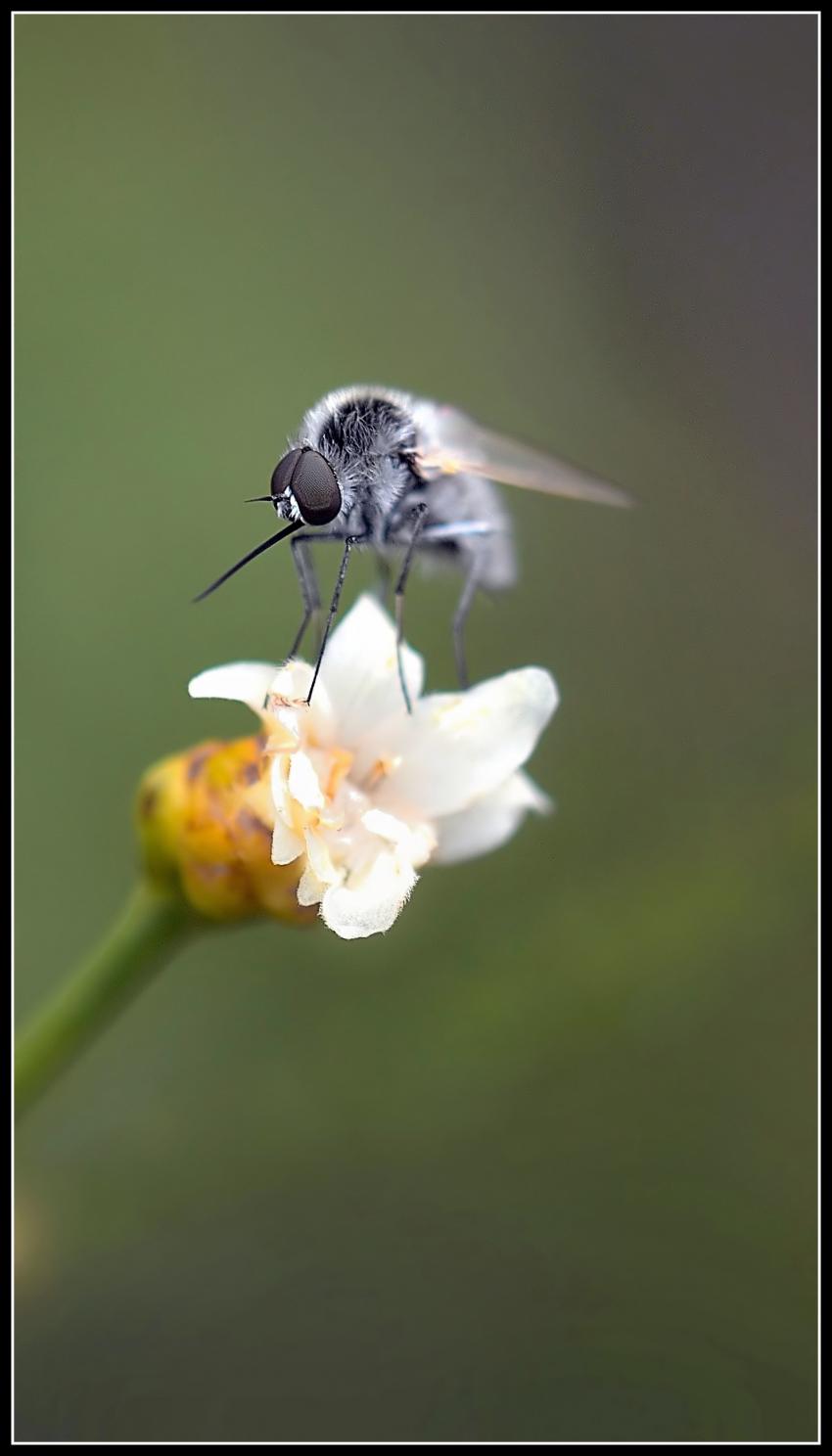 Bombyle