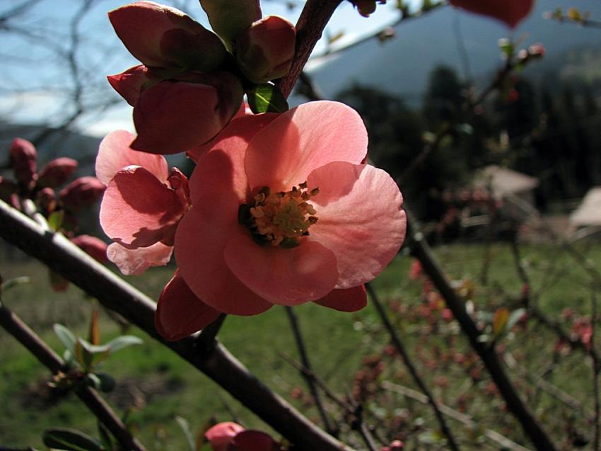 Pommier du Japon 
