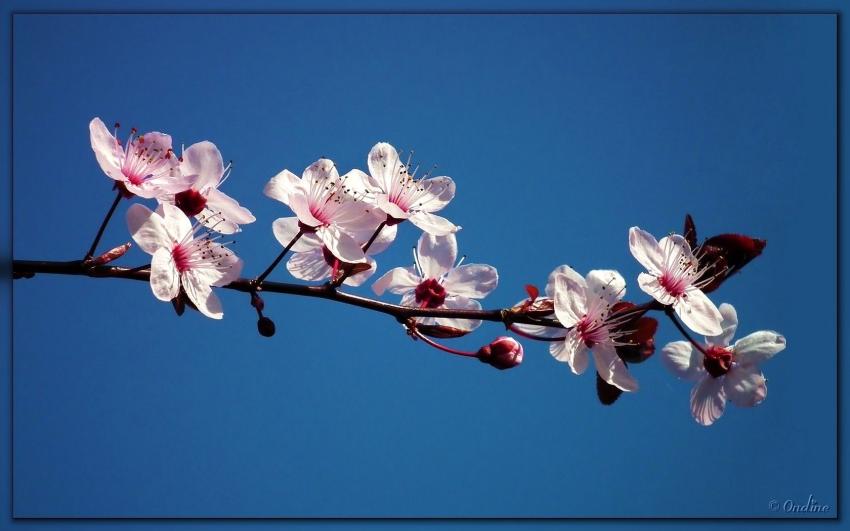 Fleurs de prunus