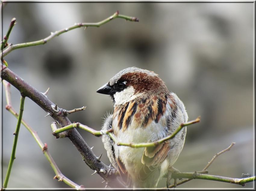 Moineau 26311 7b
