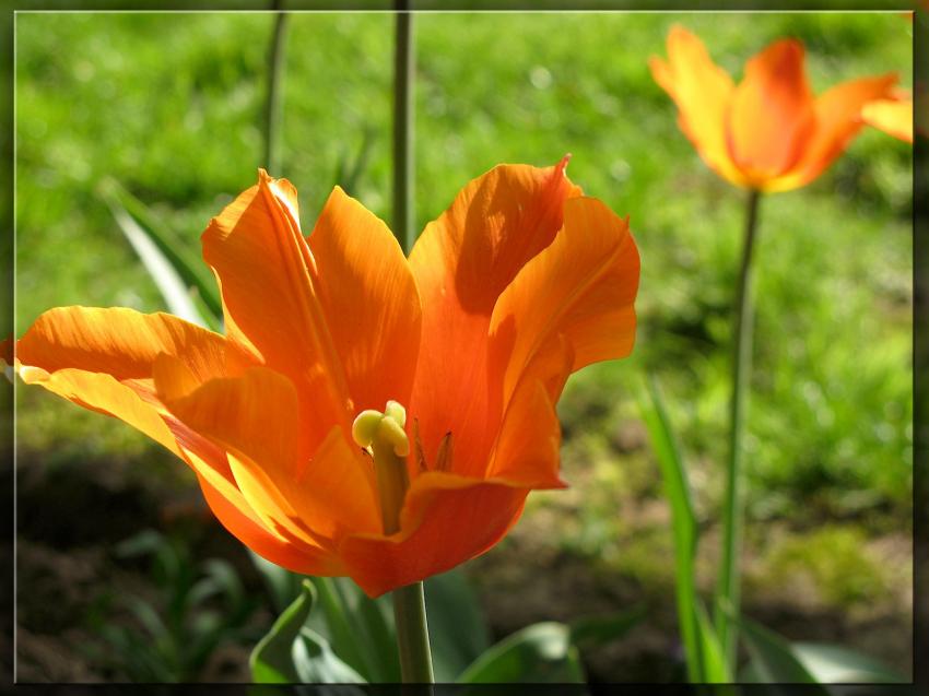 Tulipes