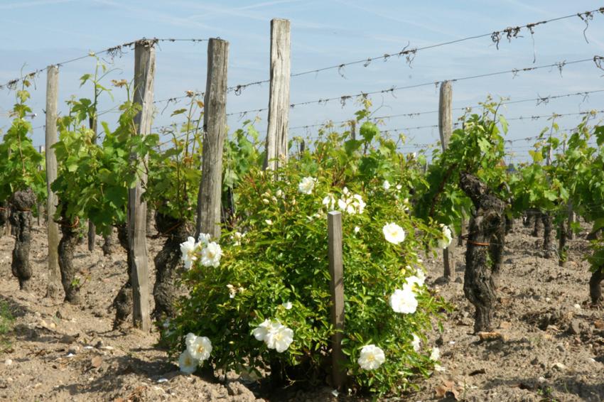 Saint Emilion