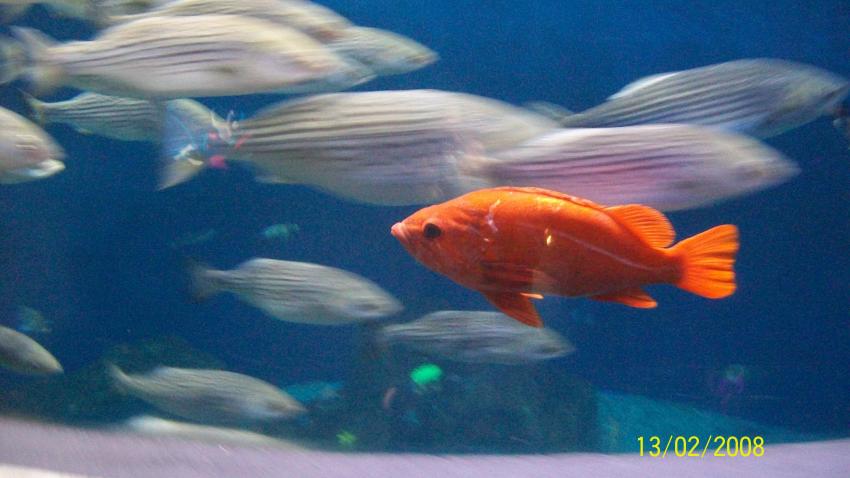 poissons
