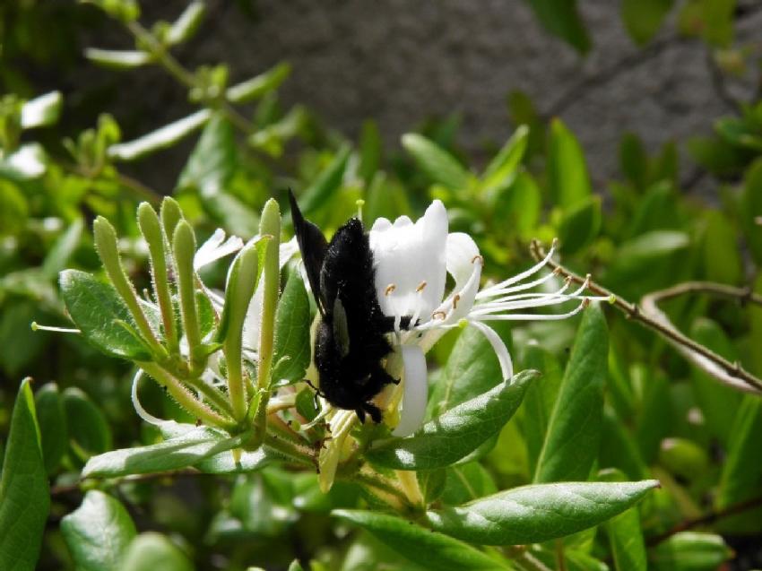 abeille charpentire