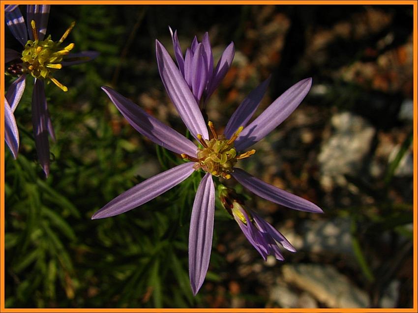 Aster a feuilles d'orpin