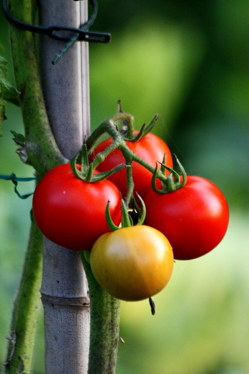 Les tomates de Monique