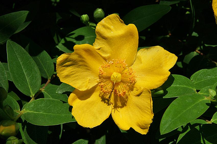 Fleur du jardin