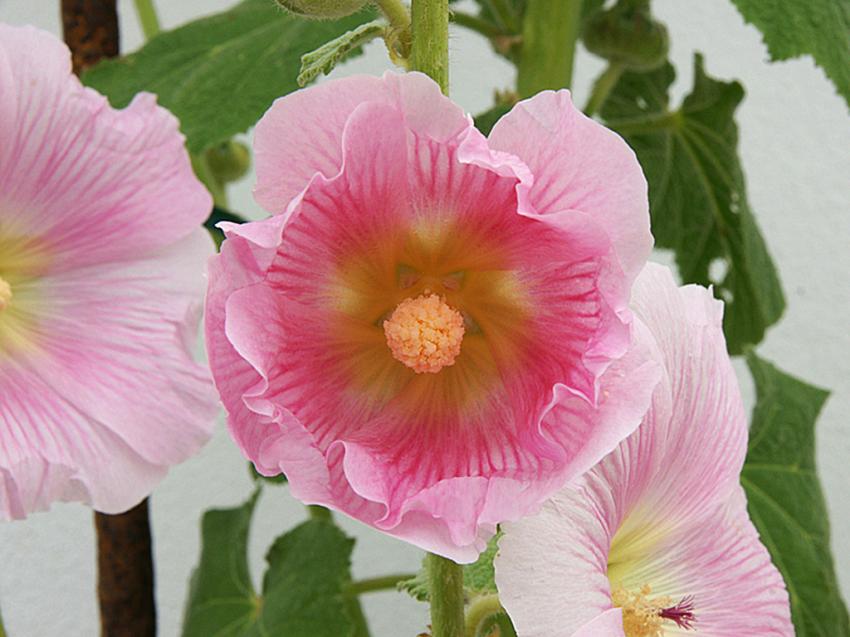 Rose trmire